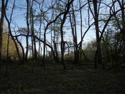 DSCN0704