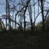 Waving Trees Original 